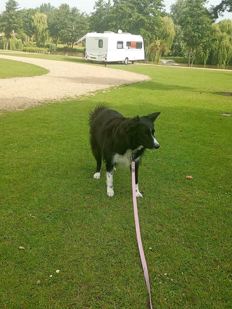 A border collie on a long lead standing on grass with trees behind