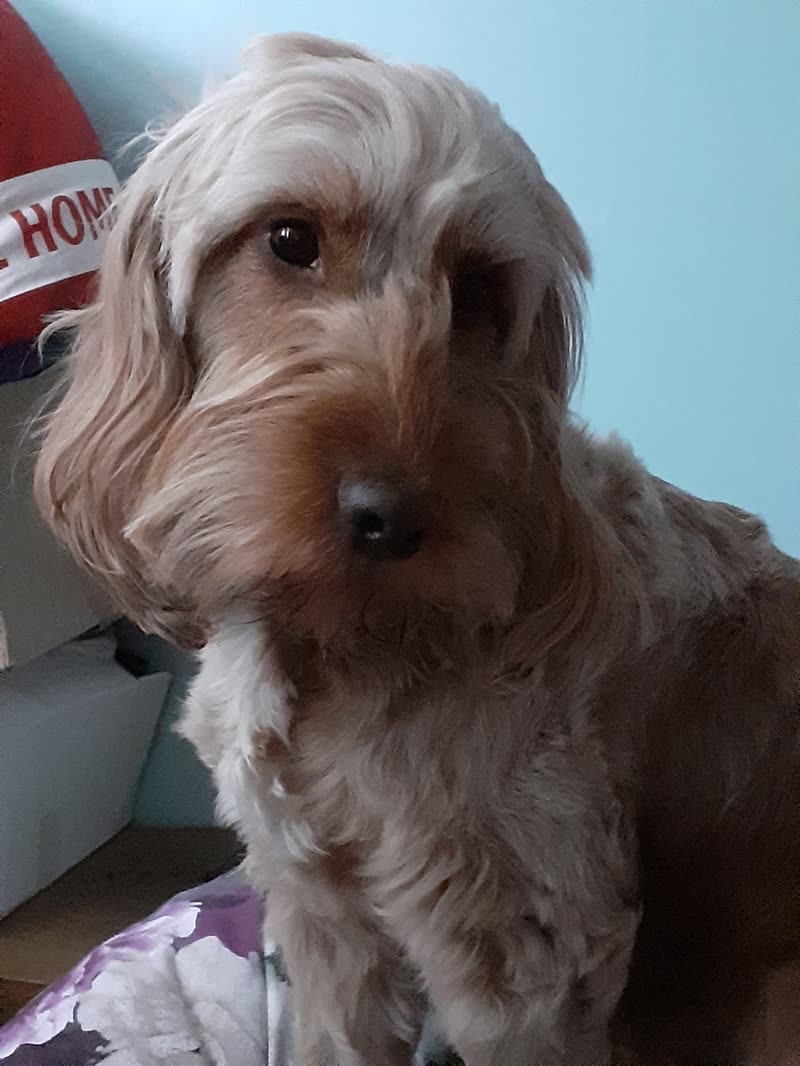 Close-up of a shaggy cream cockapoo indoors, head tilted towards the camera