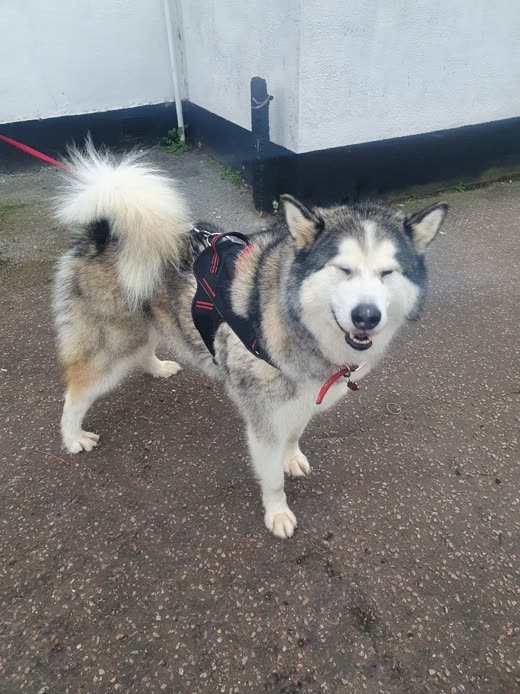 A husky-type dog in a harness walking towards the camera on a paved yard