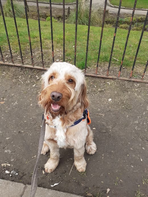 A cockapoo on a lead sitting on a pavement by railings, looking up
