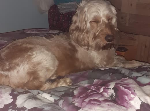 A cockapoo resting on a floral bed cover indoors