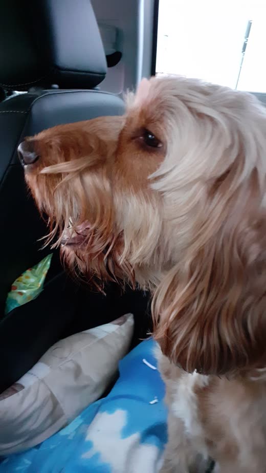 A cockapoo sitting in a car seat looking out of the window