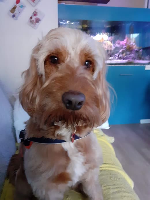 Close-up of a cream cockapoo's face indoors with an aquarium glowing behind it